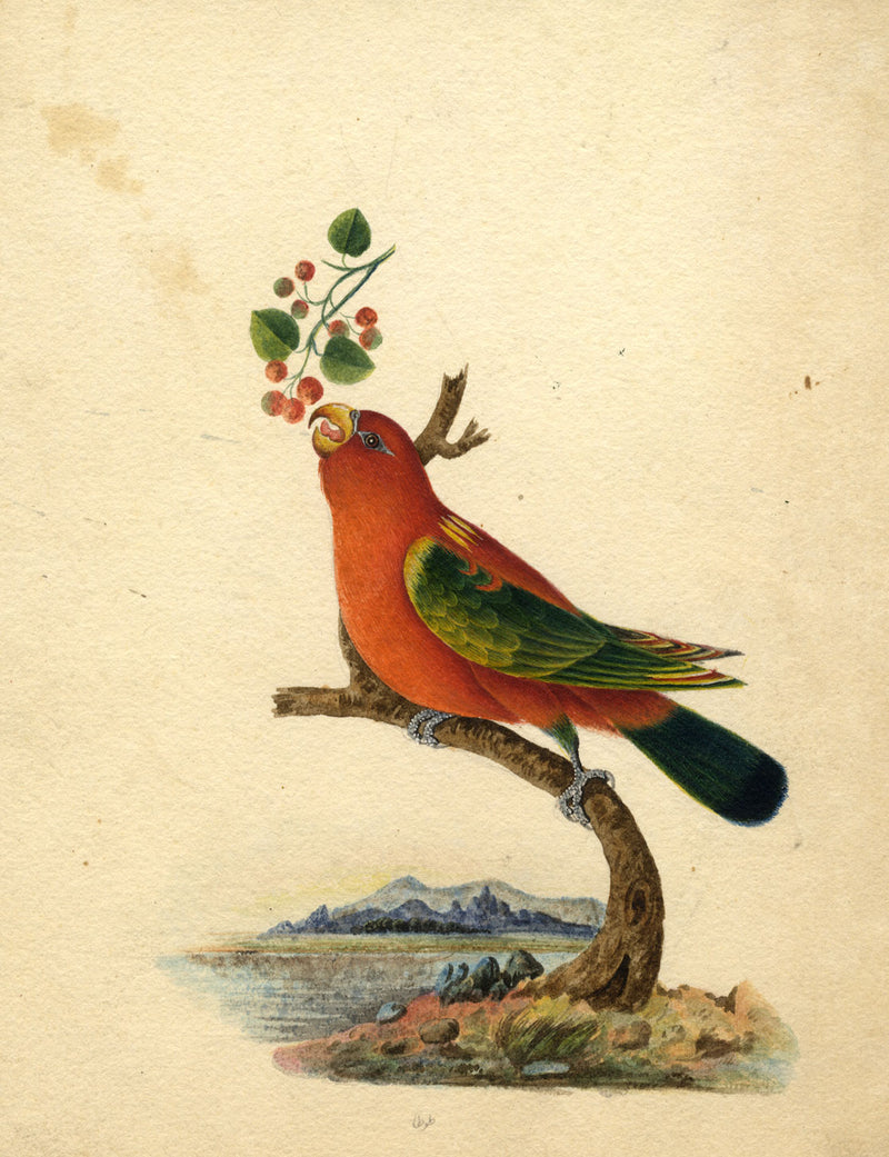 Indian Company School – Yellow Backed Chattering Lory Bird – c.1830 watercolour