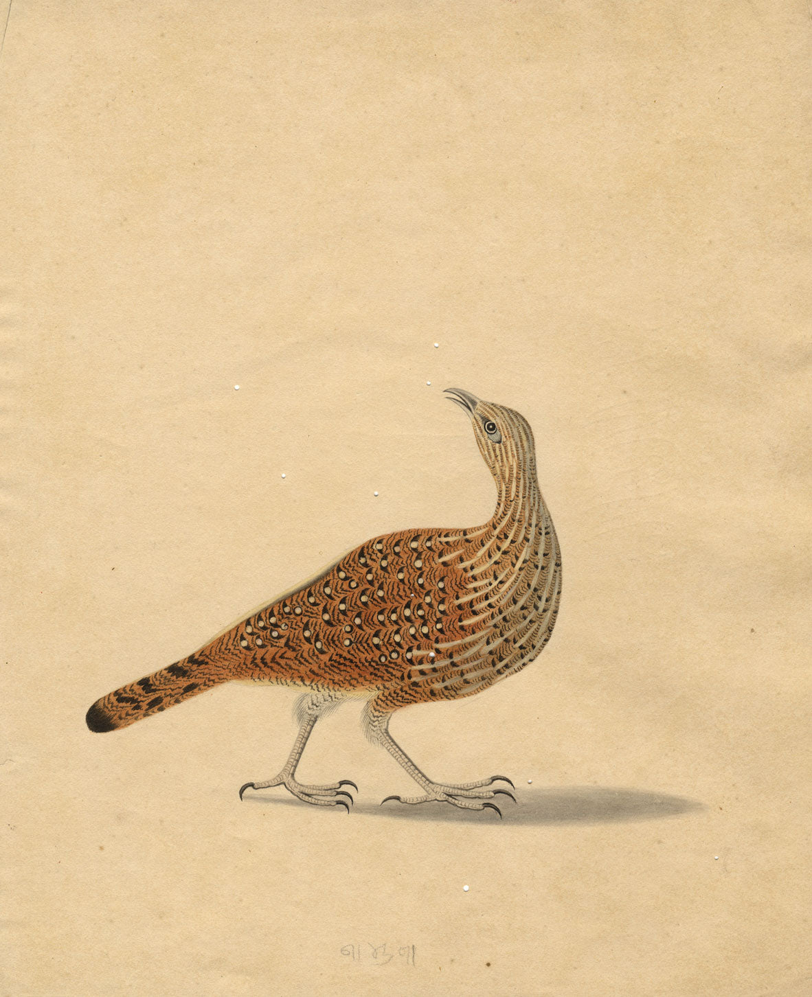 Indian Company School – Indian Grey Francolin Partridge Bird– c.1830 watercolour