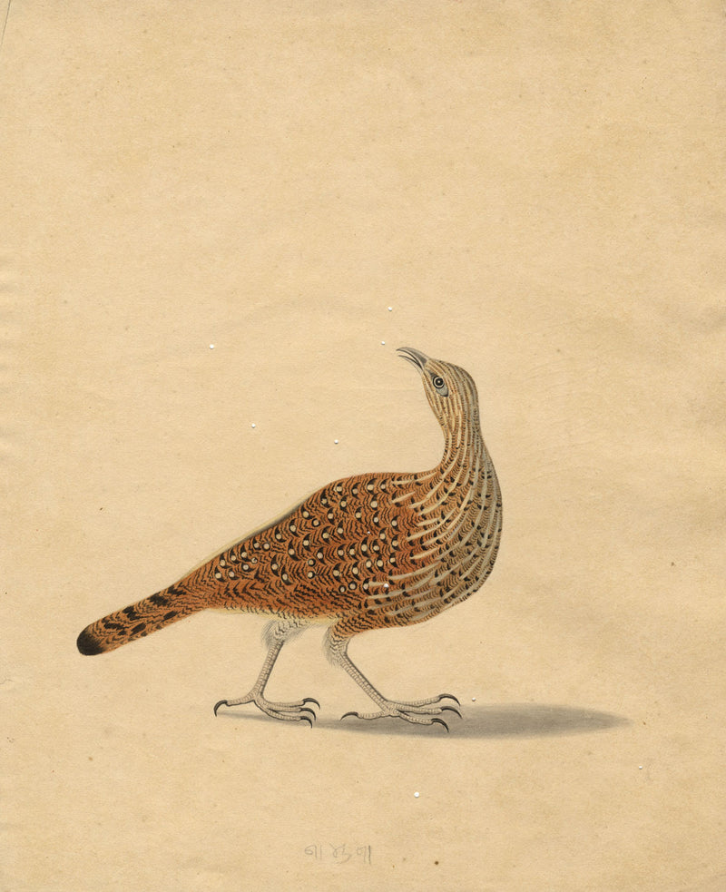 Indian Company School – Indian Grey Francolin Partridge Bird– c.1830 watercolour