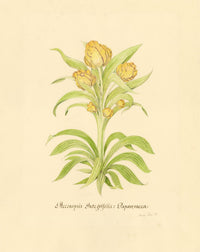 Stanley Reece, Yellow Lampshade Poppy Flower – 1989 watercolour painting