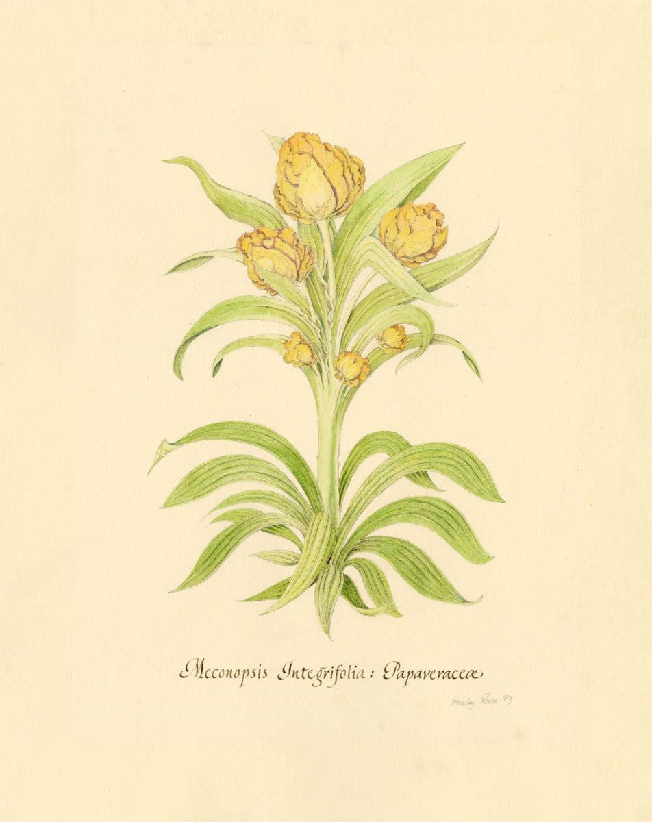 Stanley Reece, Yellow Lampshade Poppy Flower – 1989 watercolour painting