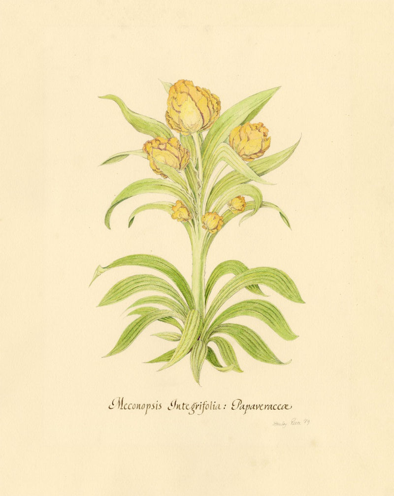 Stanley Reece, Yellow Lampshade Poppy Flower – 1989 watercolour painting