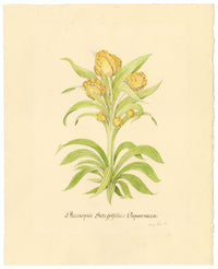 Stanley Reece, Flor de amapola con pantalla amarilla – acuarela de 1989