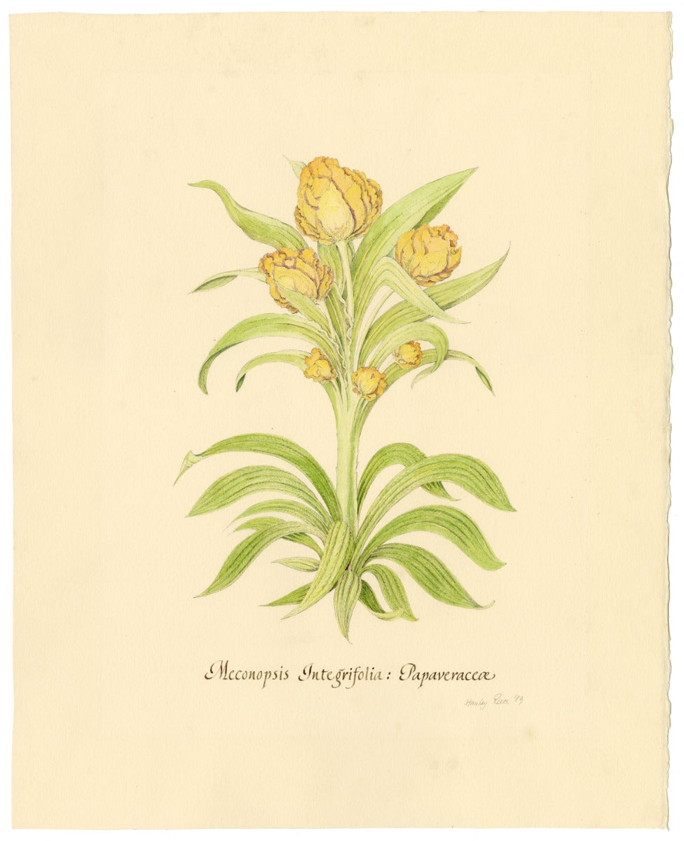 Stanley Reece, Flor de amapola con pantalla amarilla – acuarela de 1989