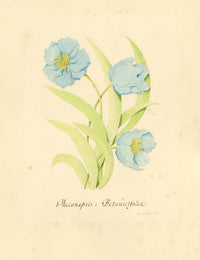 Stanley Reece, Himalayan Blue Poppy Flower – 1989 watercolour painting