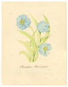Stanley Reece, Fiore di papavero blu dell'Himalaya – acquerello del 1989