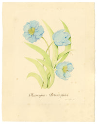 Stanley Reece, Fiore di papavero blu dell'Himalaya – acquerello del 1989