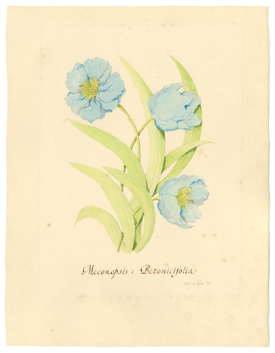 Stanley Reece, Fiore di papavero blu dell'Himalaya – acquerello del 1989