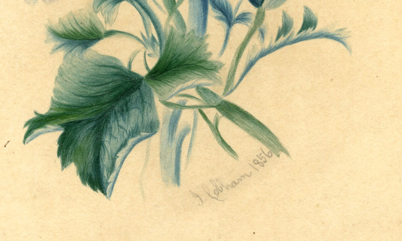 J. Cobham, Flower Posy with Ladybird – Original 1856 watercolour painting
