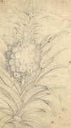 Pineapple Plant Study – Original 18th-century graphite drawing