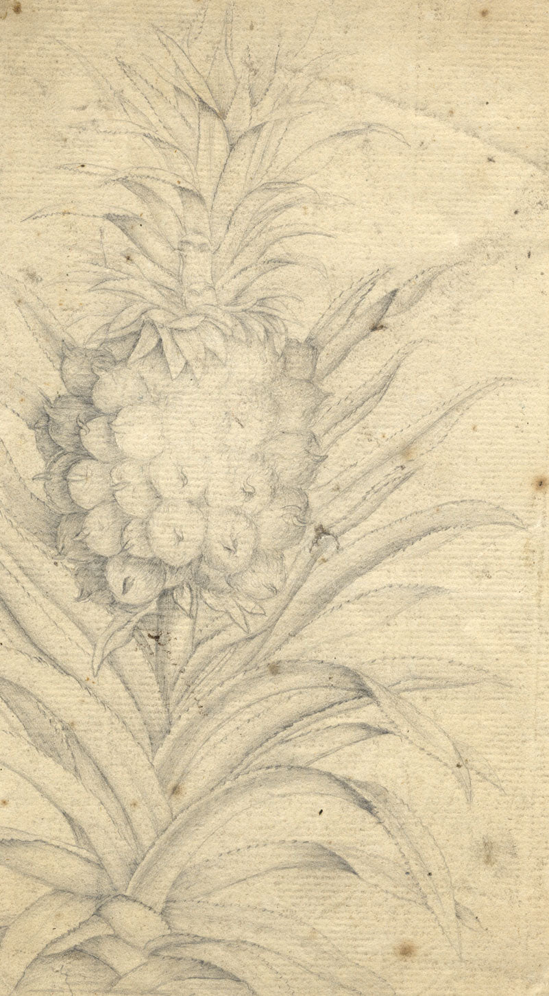 Pineapple Plant Study – Original 18th-century graphite drawing