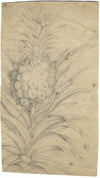 Estudio de la planta de piña: dibujo original en grafito del siglo XVIII