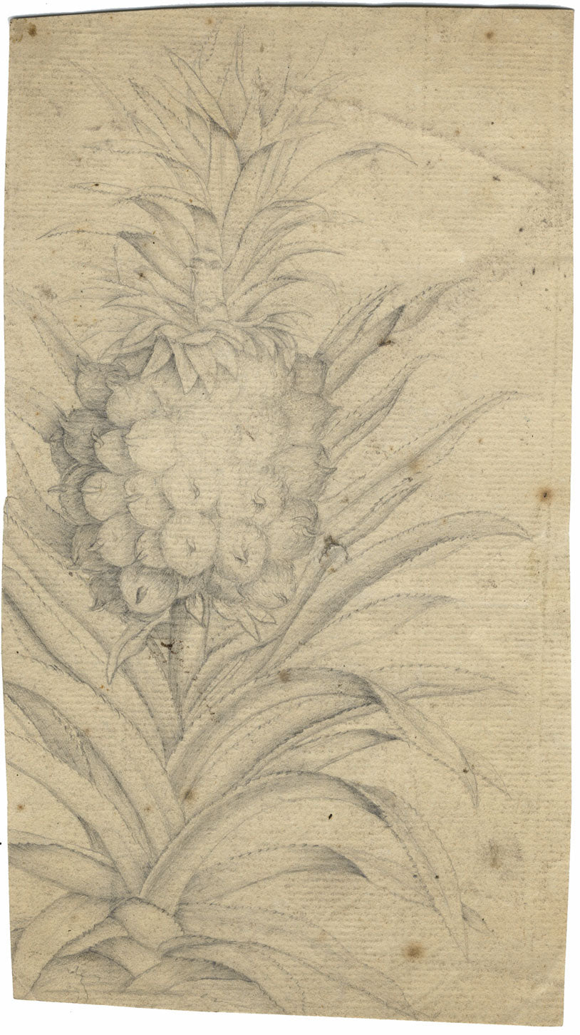 Studio di pianta di ananas – Disegno originale a grafite del XVIII secolo
