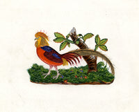 Golden Pheasant Bird – Original 19th-century watercolour painting