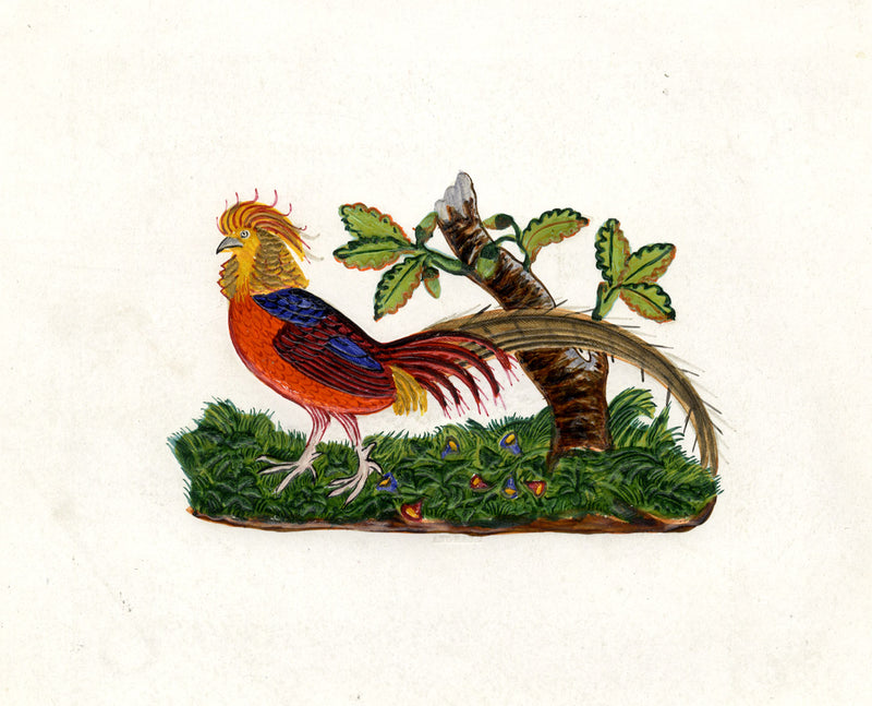 Golden Pheasant Bird – Original 19th-century watercolour painting