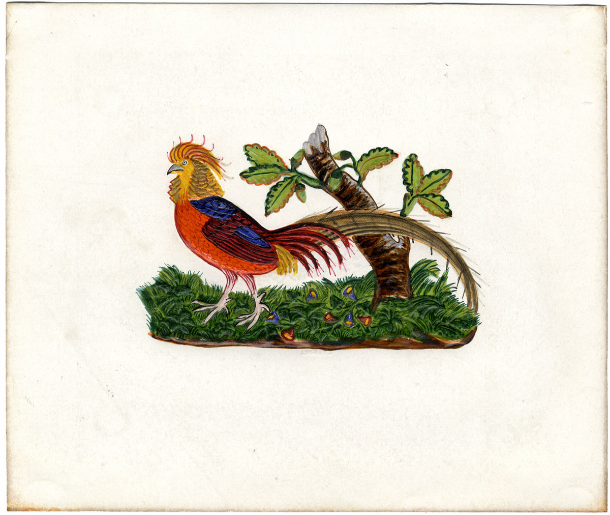 Faisán dorado – Pintura original en acuarela del siglo XIX