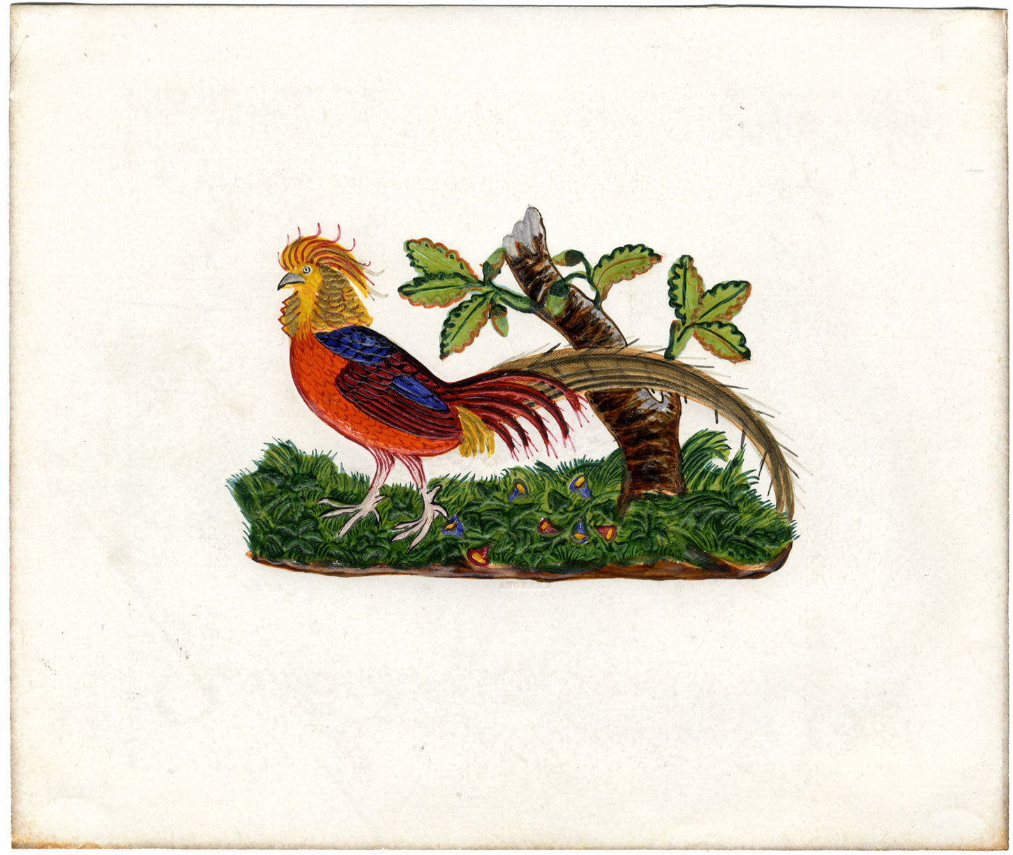 Faisán dorado – Pintura original en acuarela del siglo XIX