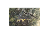 Attrib. Lucette Barker, Acacia Tree, Thirkleby, N. Yorks –1856 watercolour