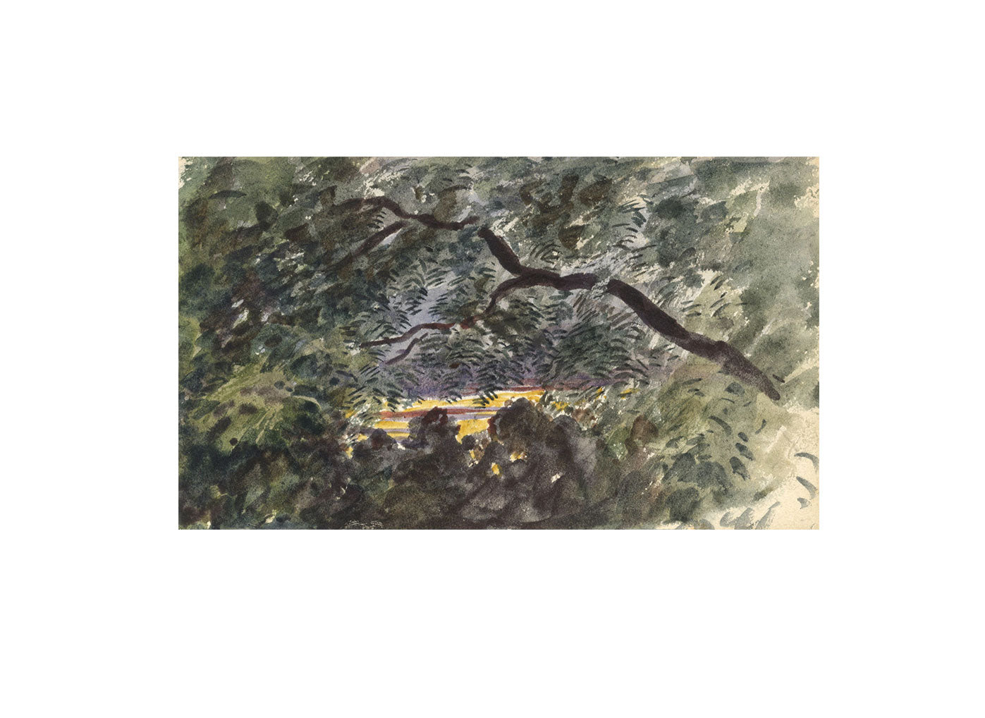 Attrib. Lucette Barker, Acacia Tree, Thirkleby, N. Yorks –1856 watercolour