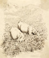 W.W. Ward, Water Buffalo – Original 1872 pen & ink drawing