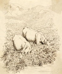 W.W. Ward, Water Buffalo – Original 1872 pen & ink drawing