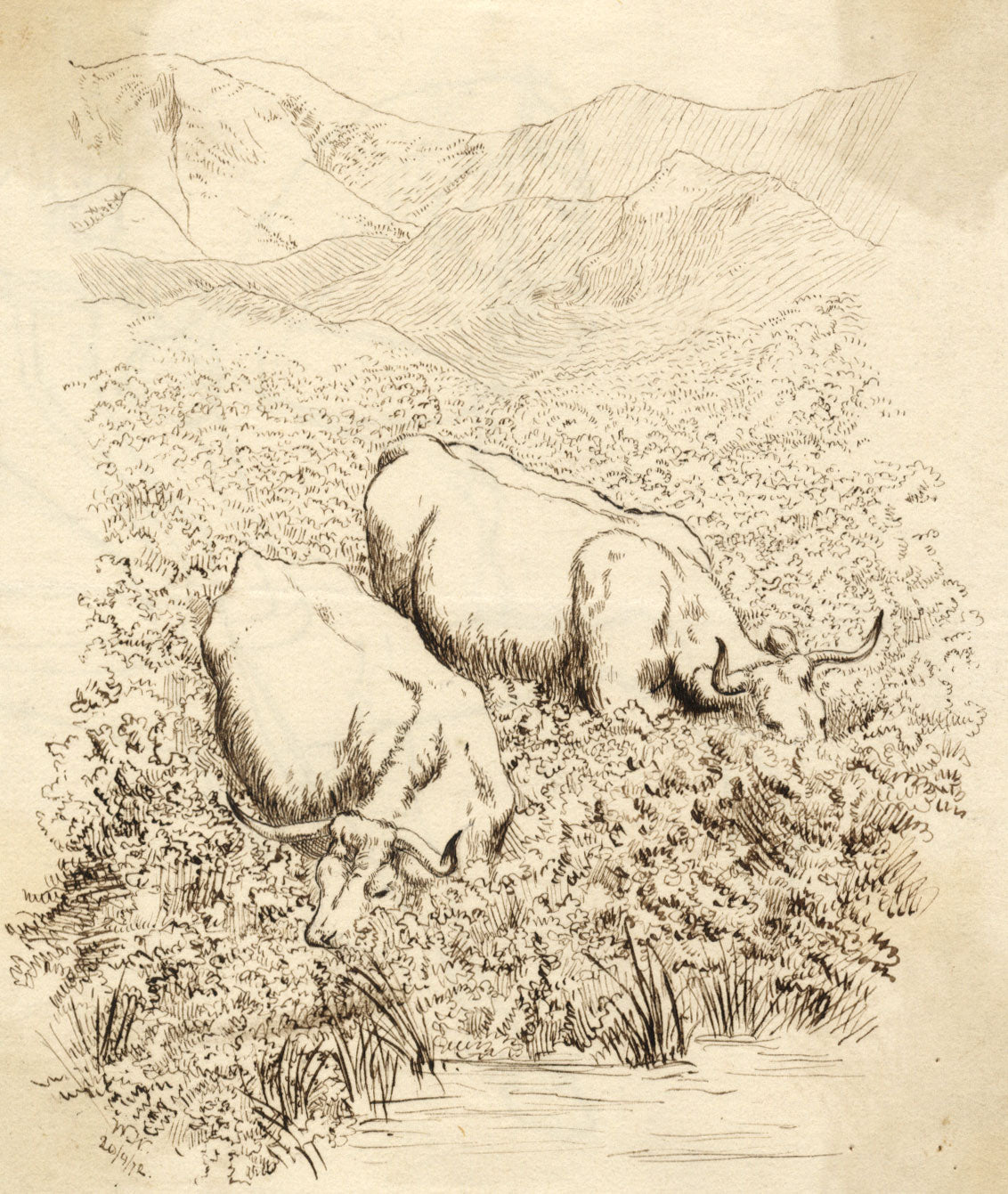 W.W. Ward, Water Buffalo – Original 1872 pen & ink drawing
