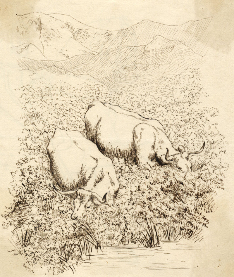 W.W. Ward, Water Buffalo – Original 1872 pen & ink drawing