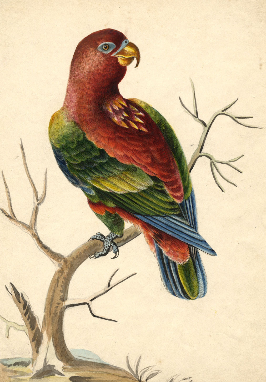 Indian Company School – Chattering Lory Parrot Bird – c.1830 watercolour