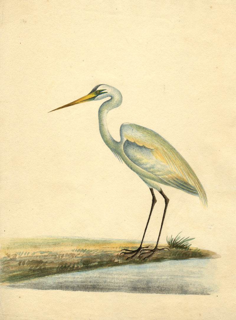 Indian Company School – Eastern Great Egret Heron Bird – c.1830 watercolour