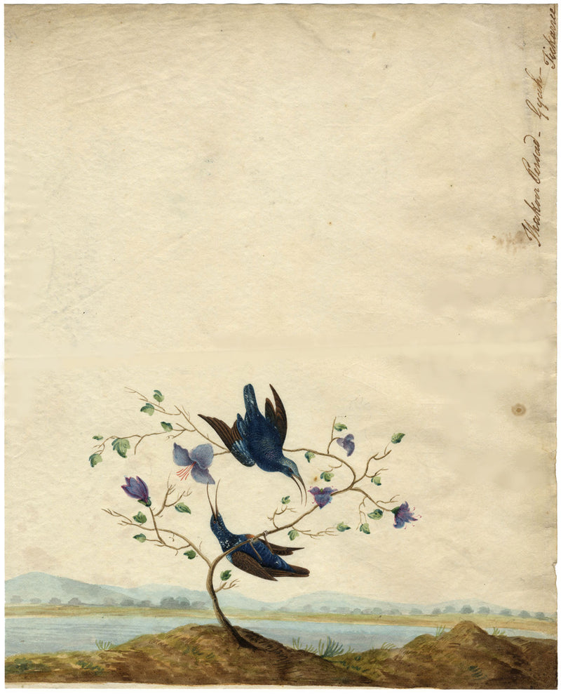 Indian Company School – Birds on Purple Flowering Tree
