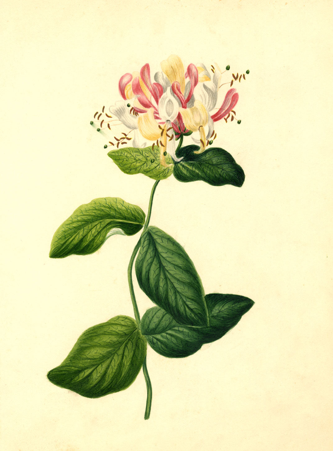 Honeysuckle Flower – Original mid-19th-century watercolour painting