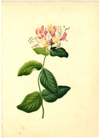 Fiore di caprifoglio – Acquerello originale della metà del XIX secolo