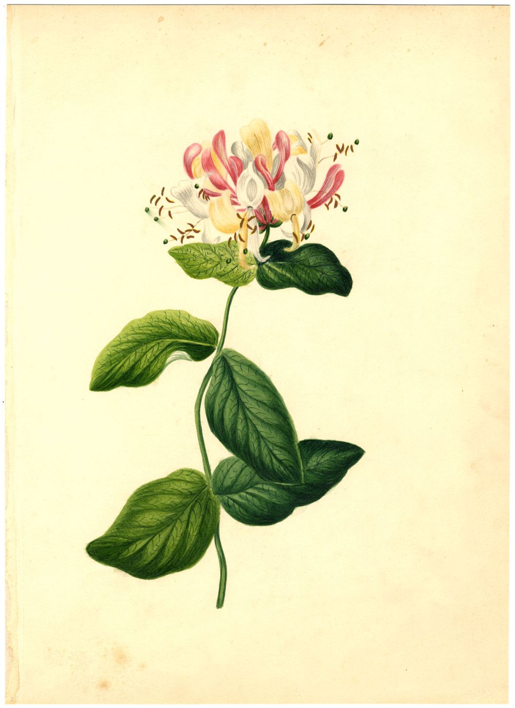 Fiore di caprifoglio – Acquerello originale della metà del XIX secolo