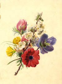Hawthorn Blossom with Anemone Flower Posy – mid-19th-century watercolour