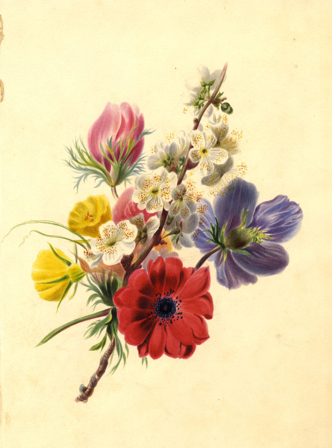 Hawthorn Blossom with Anemone Flower Posy – mid-19th-century watercolour