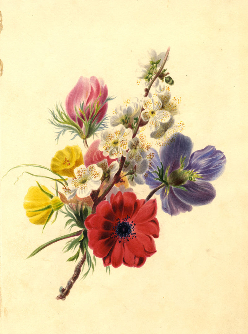 Hawthorn Blossom with Anemone Flower Posy – mid-19th-century watercolour