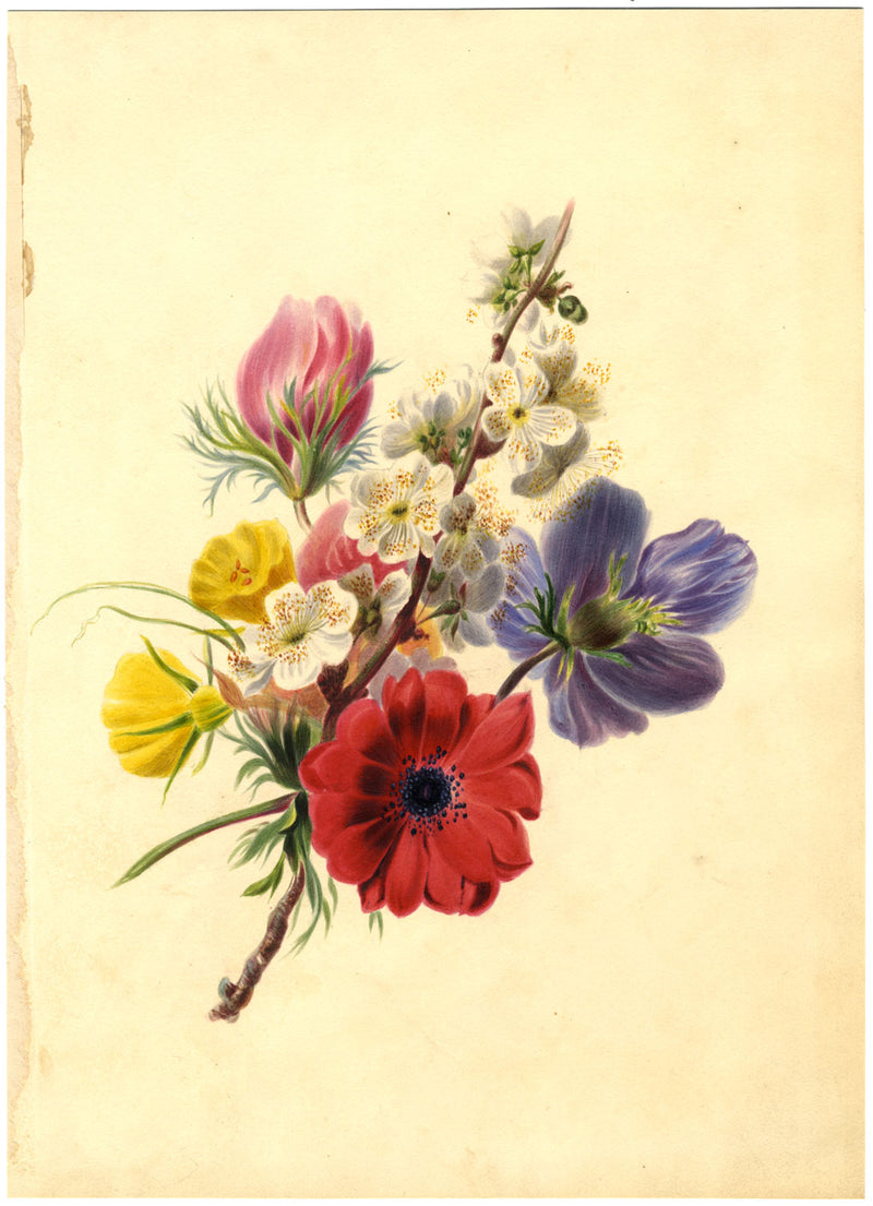 Hawthorn Blossom with Anemone Flower Posy – mid-19th-century watercolour