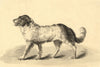 Attrib. Mary Heber, Newfoundland Dog Portrait – c.1830s watercolour painting