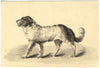 Attribuzione di Mary Heber, Ritratto di cane Terranova – acquerello del 1830 circa