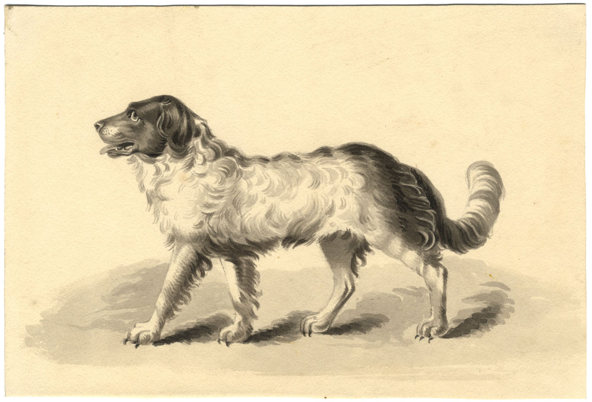 Attribuzione di Mary Heber, Ritratto di cane Terranova – acquerello del 1830 circa