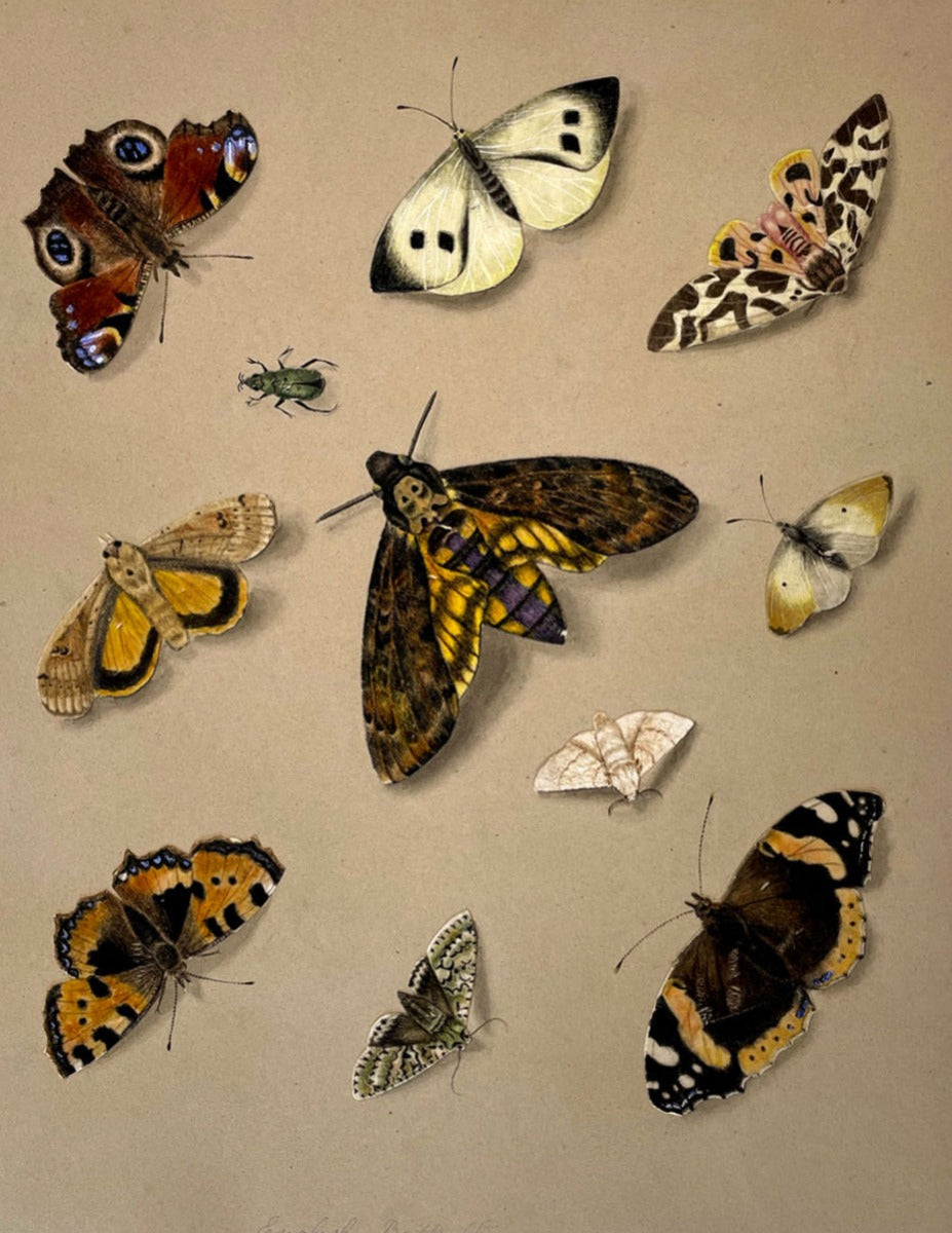 English Butterflies from Nature – Sheet of original c.1830s paintings on pith