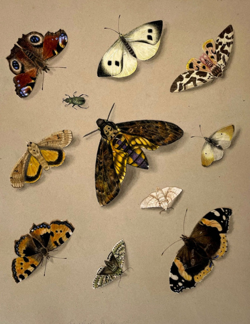 English Butterflies from Nature – Sheet of original c.1830s paintings on pith