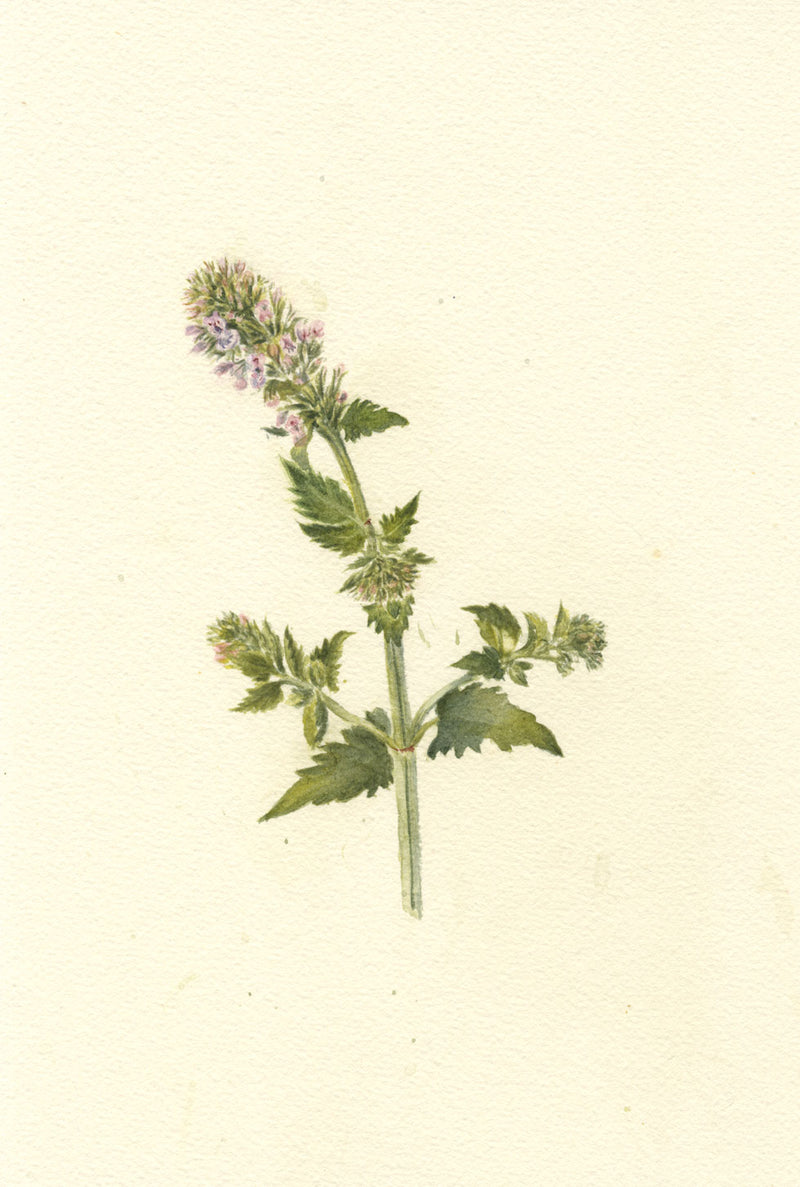 Falloon, Catnip, Streatley Common, Berkshire – 1917 watercolour painting