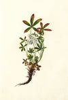 Falloon, White Cinquefoil Flower, Linthal, Switzerland – 1904 watercolour