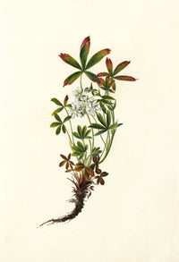 Falloon, White Cinquefoil Flower, Linthal, Switzerland – 1904 watercolour