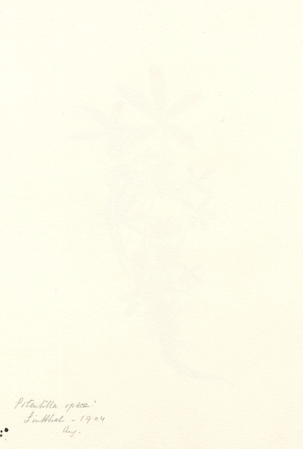 Falloon, White Cinquefoil Flower, Linthal, Switzerland – 1904 watercolour