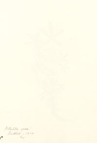 Falloon, Fiore di cinquefoglia bianca, Linthal, Svizzera – acquerello del 1904