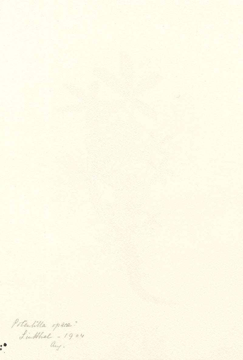 Falloon, Fiore di cinquefoglia bianca, Linthal, Svizzera – acquerello del 1904