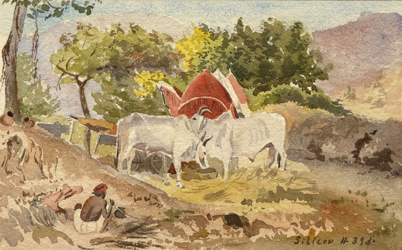 Etta Fraser, Oxen at Sikar, Rajasthan, India – 1893 watercolour painting