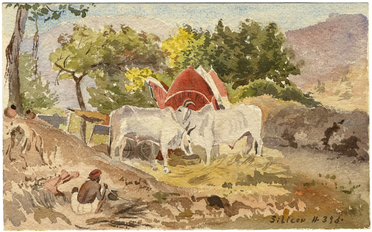 Etta Fraser, Bueyes en Sikar, Rajastán, India – Acuarela de 1893